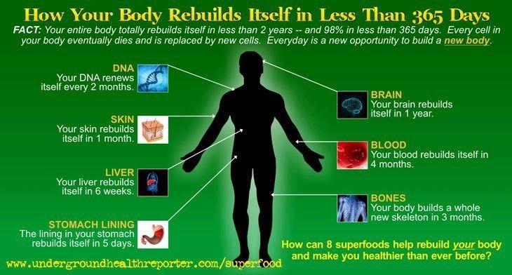 body-rebuilds-itself