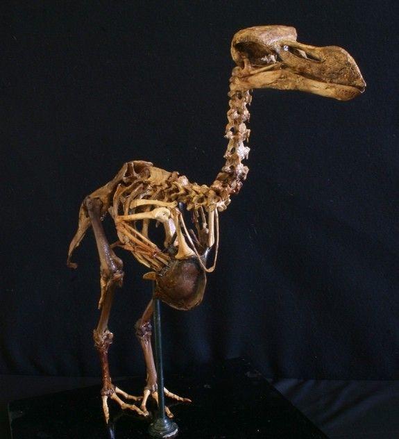 الهيكل العظمي لطائر الدودو