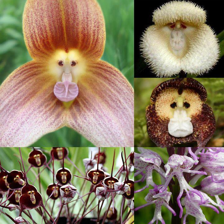 زهرة اوركيد على شكل قرد( Monkey Orchid ) Orchis simian