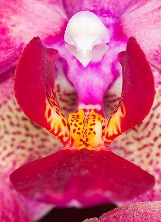 زهرة The Moth Orchid 2