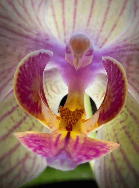 زهرة The Moth Orchid