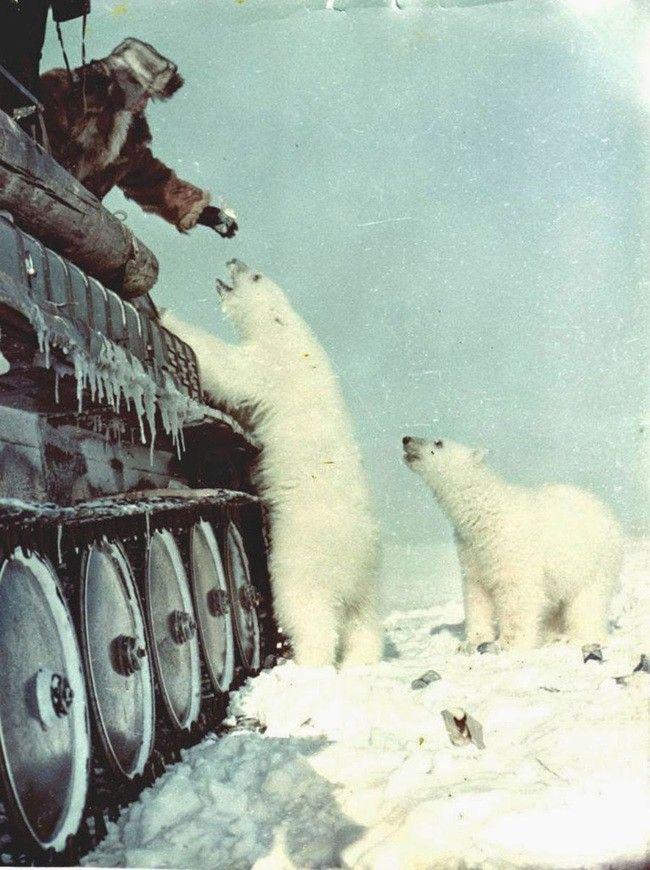 strange-history-polar-bears
