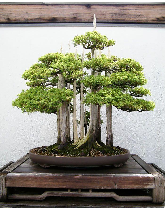 amazing-bonsai-trees-13-5710ed962c1f6__700