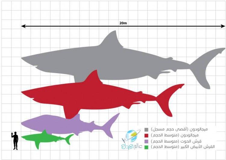 Megalodon_scale 2