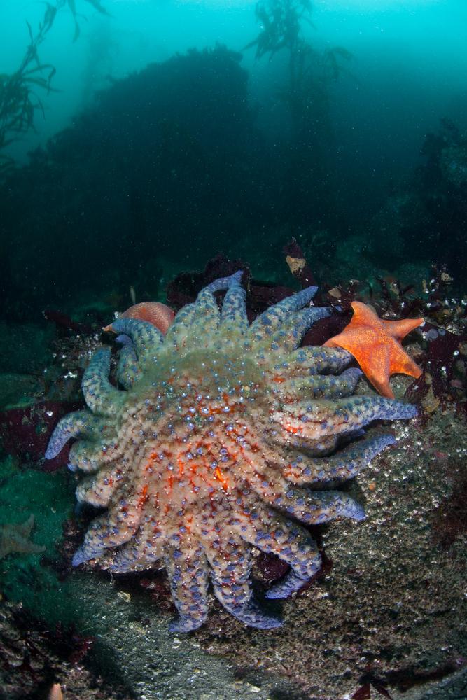 نجمة بحر عباد الشمس (Pycnopodia helianthoides) - نجمة البحر