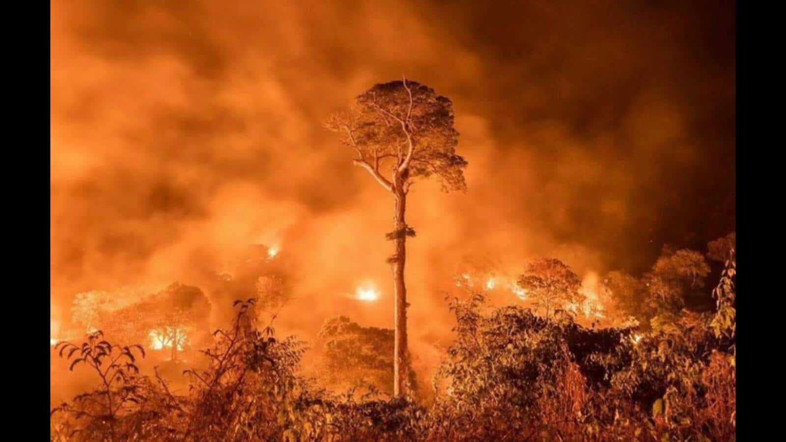 حرائق غابات الأمازون هل هي إيذان ببدء النهاية