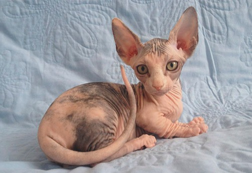 قطط مهجنة عن القطط الفرعونية - قطة بامبينو