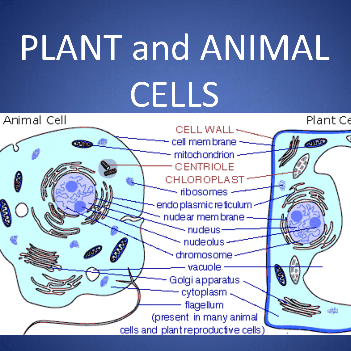 الفرق بين الخلية النباتية والحيوانية