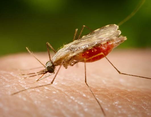 الامراض الاشد فتكًا في تاريخ البشرية - الملاريا