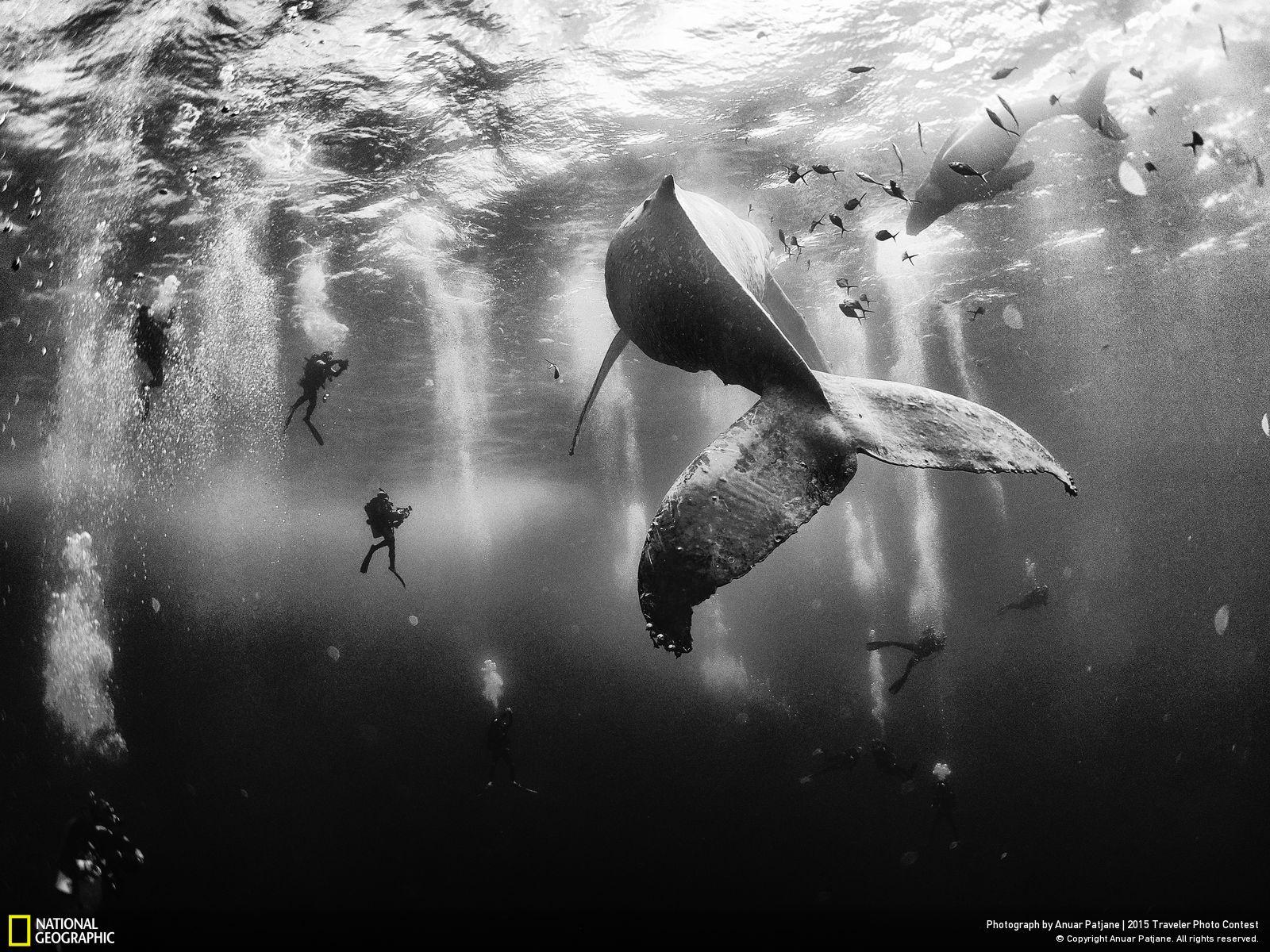 الصور الفائزة في مسابقة ناشيونال جيوغرافيك 2015 - همس الحيتان 