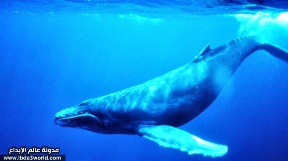 حقائق مذهلة عن الحوت الأزرق، أضخم كائن على ظهر الأرض!