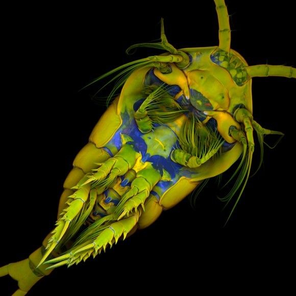 أحد الكائنات المجهرية التي تعرف باسم مجدافيات الأرجل