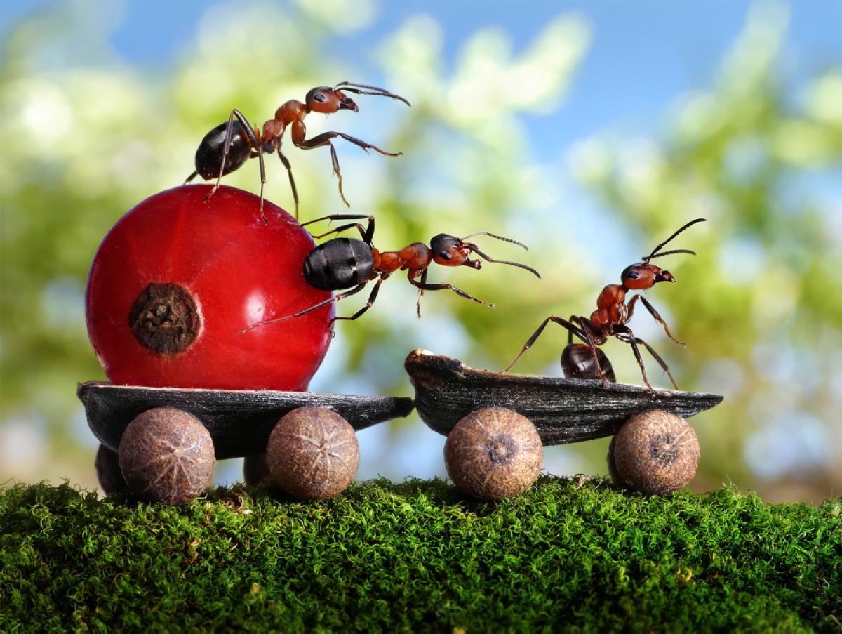 حياة نملة 30 صورة مذهلة لعالم النمل من إبداع المصور أندريه بافلوف